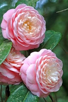 camelia